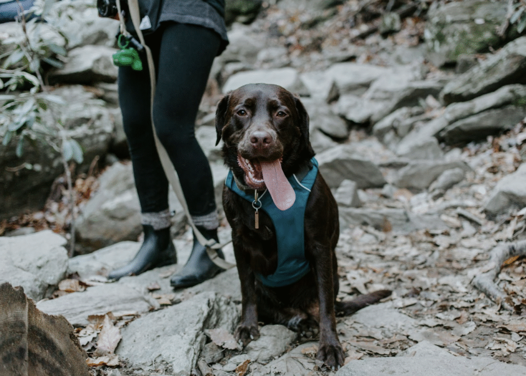 Dog-friendly hiking trails Canada